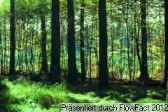 Heidesee: VERKAUFT *** 18 Hektar Wald *** Heidesee: VERKAUFT *** 18 Hektar Wald ***