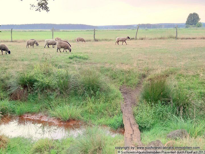 Luckau-Nähe: *** ALLEINLAGE - Wohnhaus mit Nebengebäuden und ca. 12,1826 ha Land *** Luckau-Nähe: *** ALLEINLAGE - Wohnhaus mit Nebengebäuden und ca. 12,1826 ha Land ***