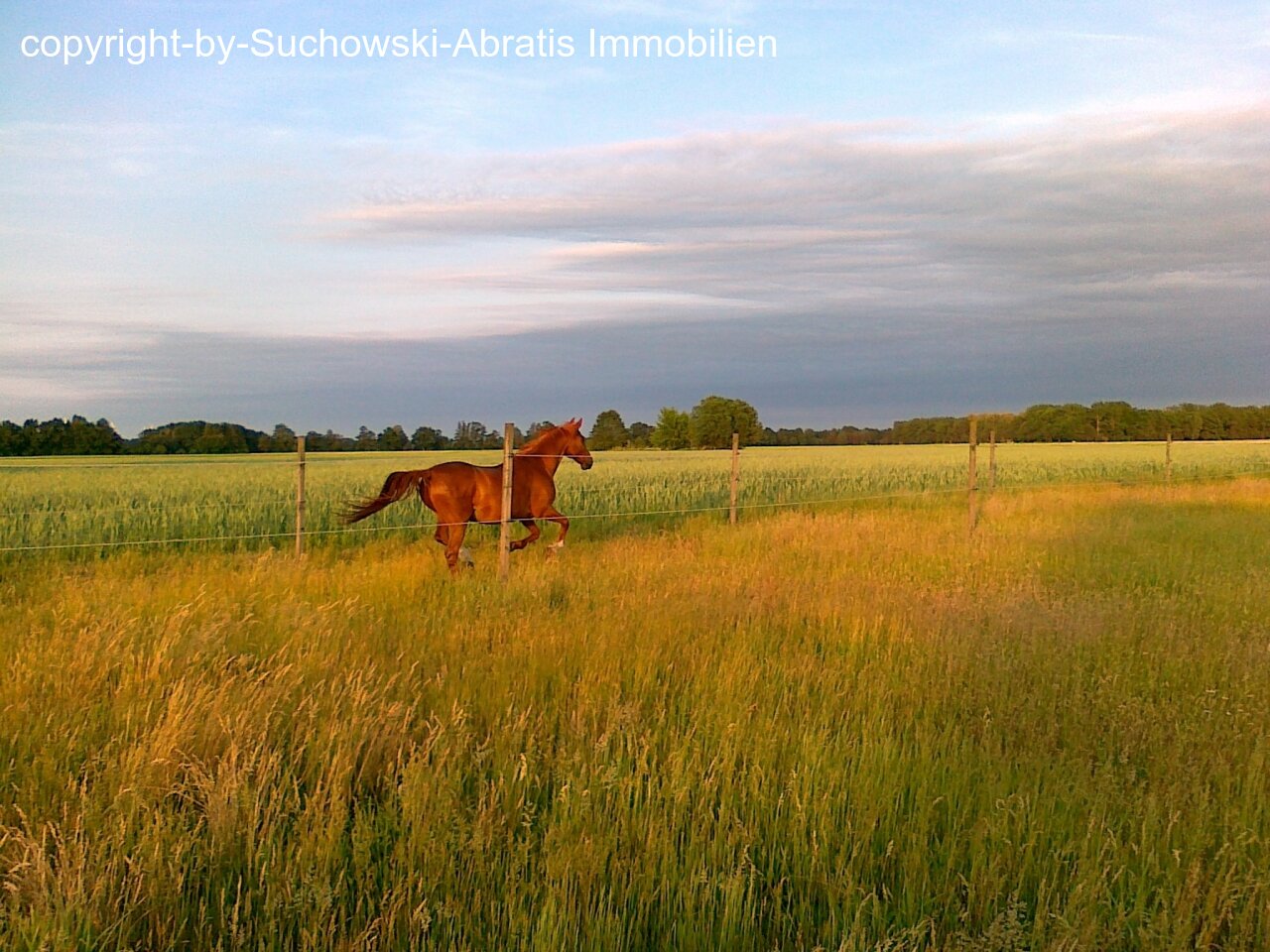 Kasel-Golzig: *** Wald *** 