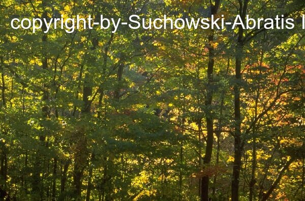 Heideblick: *** 4,795 ha Wald *** Heideblick: *** 4,795 ha Wald ***