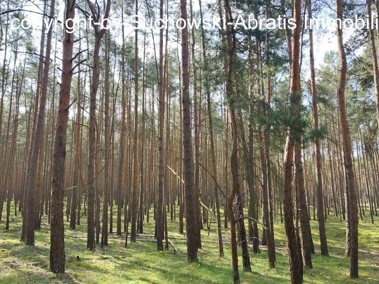 Beeskow-Nähe: *** 5,361 ha durchforstungsfähiger Kiefernwald *** Beeskow-Nähe: *** 5,361 ha durchforstungsfähiger Kiefernwald ***