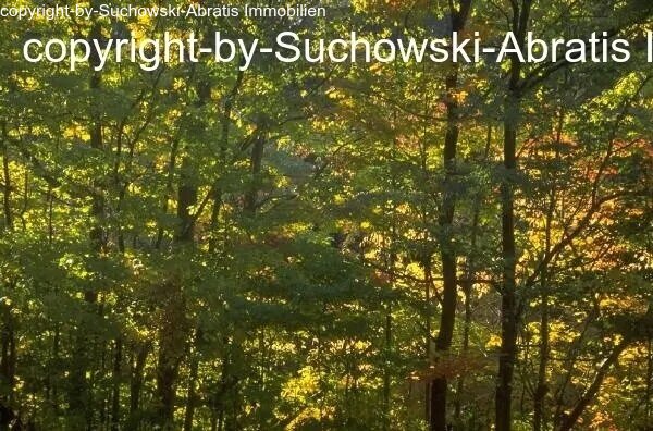 Schönefeld: *** Wald arrondiert ***  Schönefeld: *** Wald arrondiert ***