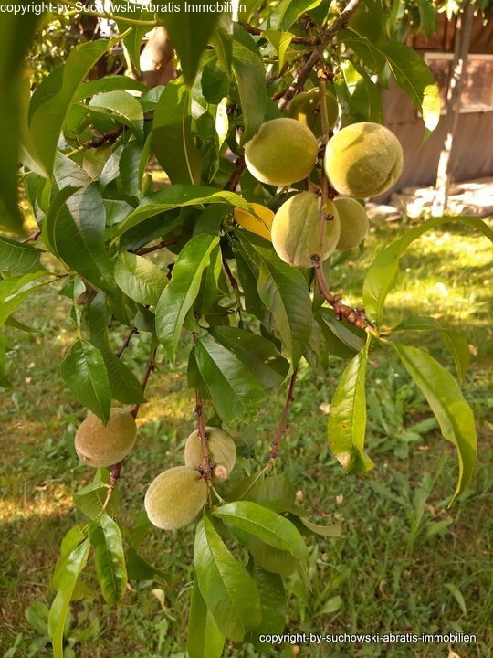 Detail Pfirsichbaum 2