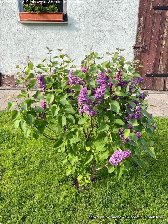 Grundstück Teilansicht 3 mit Stall